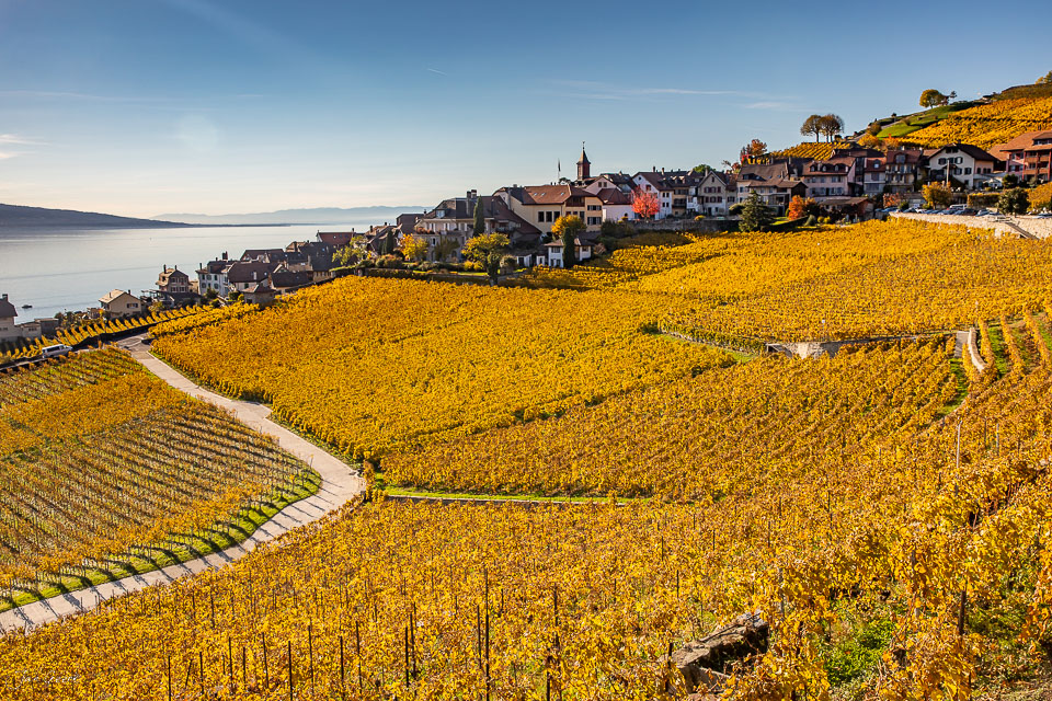 Herbstliche Weinreben in Lavaux mit Dorfsilhouette am Genfer See, Kantlicht, Westschweiz Schweiz – Jan Geerk Fotograf Basel
