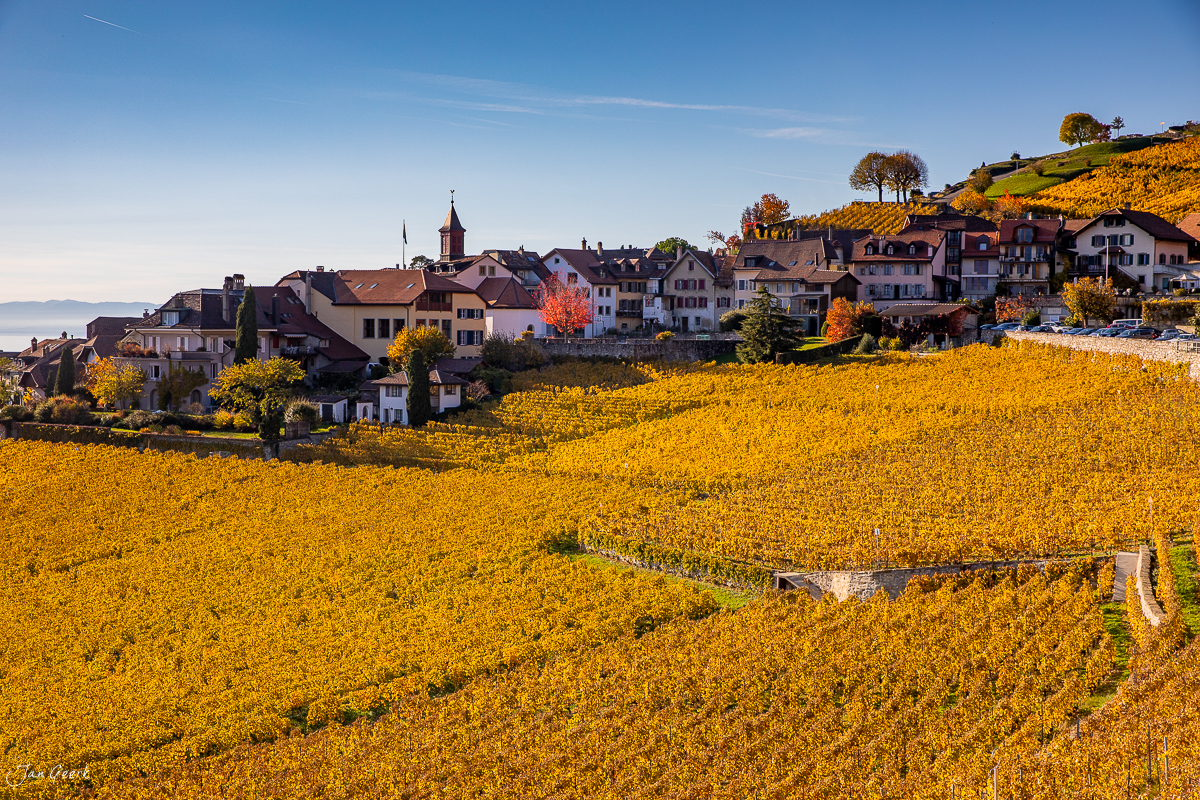 Herbstliche Rebberge in Lavaux mit Dorfkirche und Seeufer in der Westschweiz – Jan Geerk Fotograf Basel