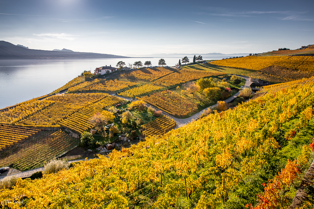 Herbstliche Rebberge in Lavaux mit gelbem Blätterdach, See und Bergpanorama der Westschweiz – Jan Geerk Fotograf Basel