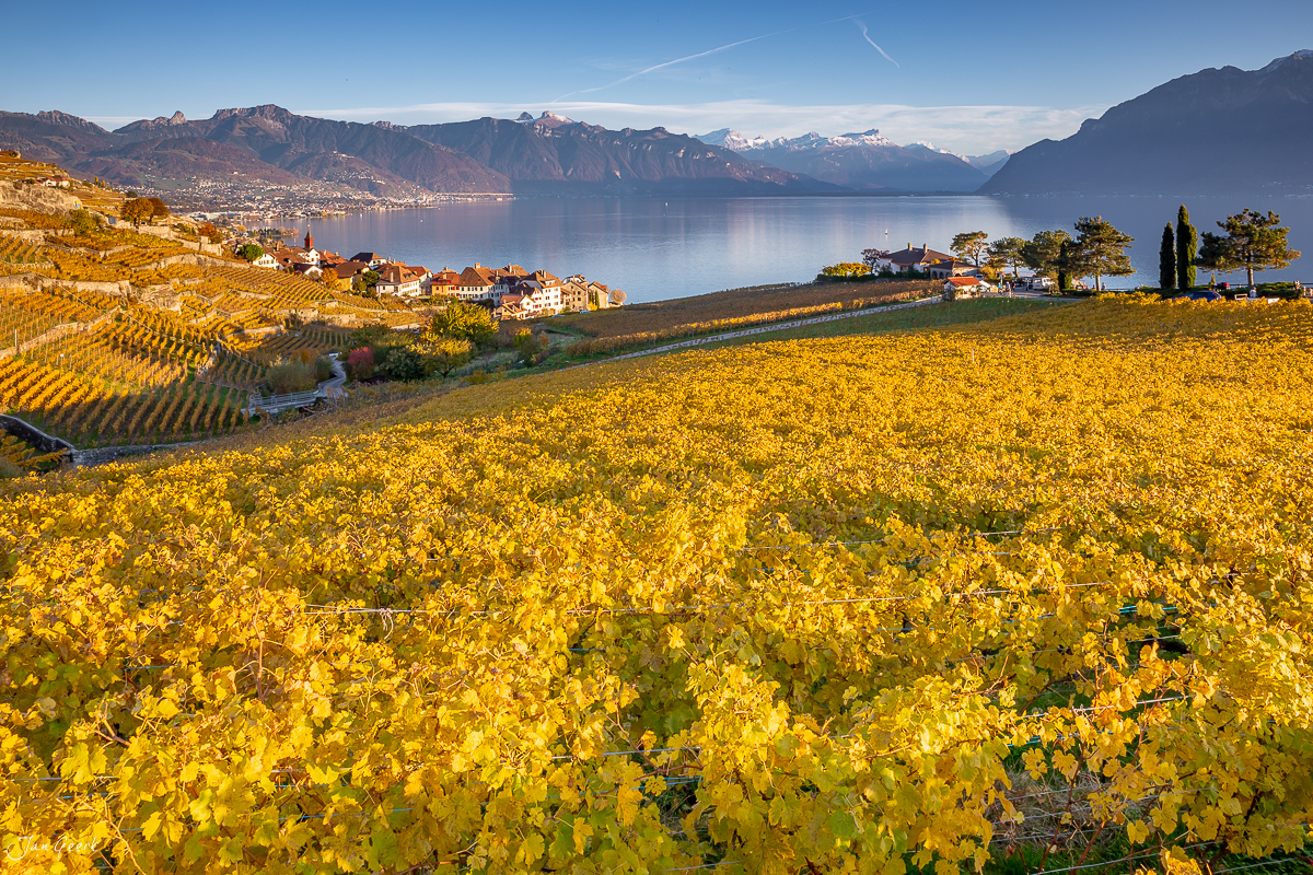 Herbstliche Rebberge in Lavaux mit gelbem Laub, Genfersee und schneebedeckten Alpen im Hintergrund, Westschweiz – Jan Geerk Fotograf Basel