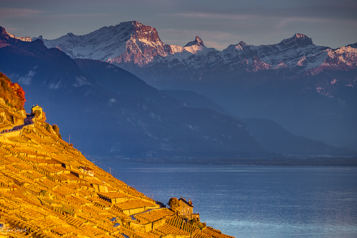 Herbstliche Lavaux Rebhänge mit Kandersteg und Alpenpanorama in der Westschweiz – Jan Geerk Fotograf Basel