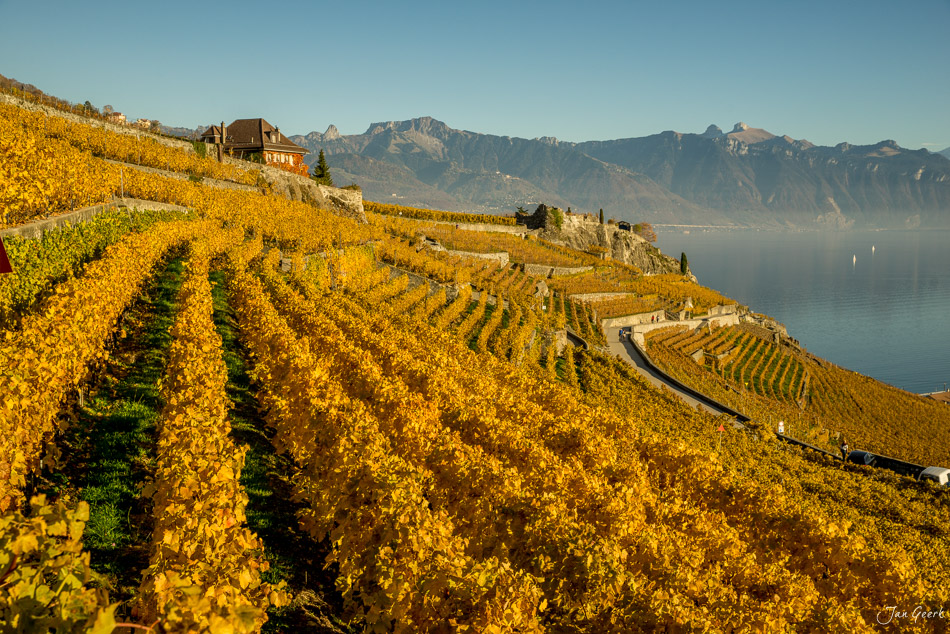 Herbstliche Weinreben in Lavaux am Genfersee mit Alpenblick, Westschweiz – Jan Geerk Fotograf Basel