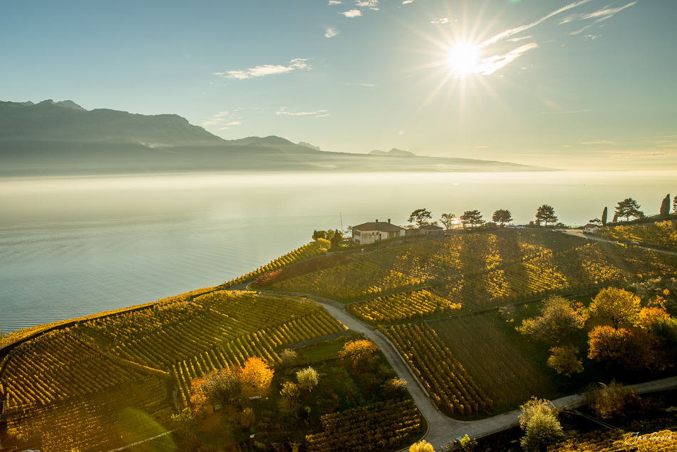 Herbstliche Rebberglandschaft in Lavaux mit Genfersee und Bergen im Morgenlicht – Schweiz, Jan Geerk Fotograf Basel