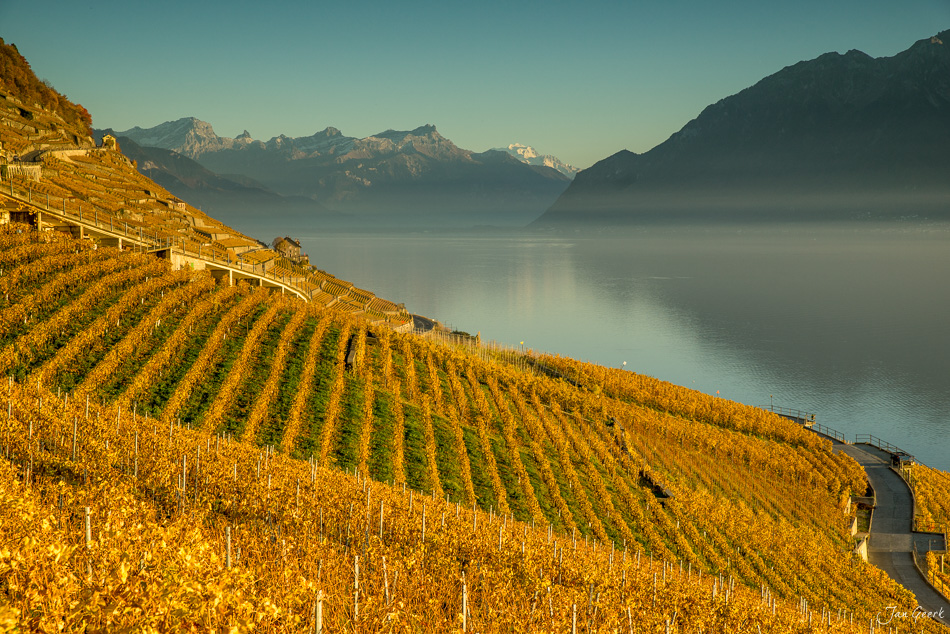 Herbstliche Rebberge in Lavaux mit Genfersee und Alpen im Hintergrund, goldenes Licht, Schweiz – Jan Geerk Fotograf Basel
