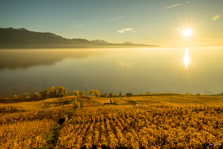 Herbstliche Rebberge in Lavaux mit Morgennebel über dem Genfersee und Bergsilhouette, Waadt Schweiz – Jan Geerk Fotograf Basel