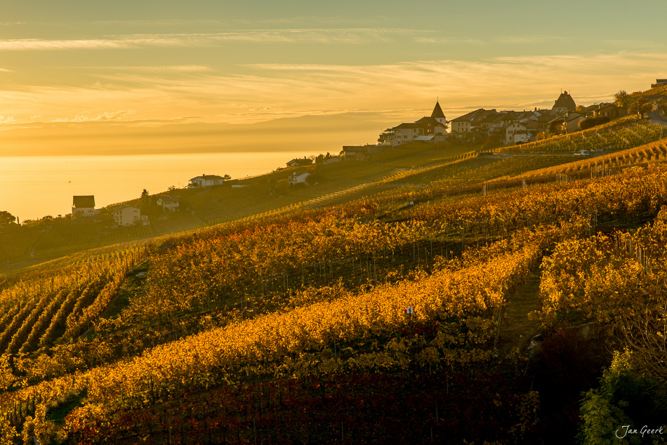 Herbstliche Weinberge in Lavaux am Genfersee bei goldenem Licht, Waadt Schweiz – Jan Geerk Fotograf Basel