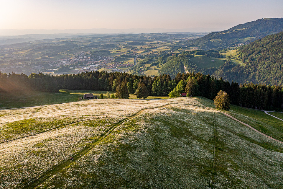 Alpwiese mit Bergblick bei Les Pléiades, Morgenlicht, Westschweiz – Jan Geerk Fotograf Basel