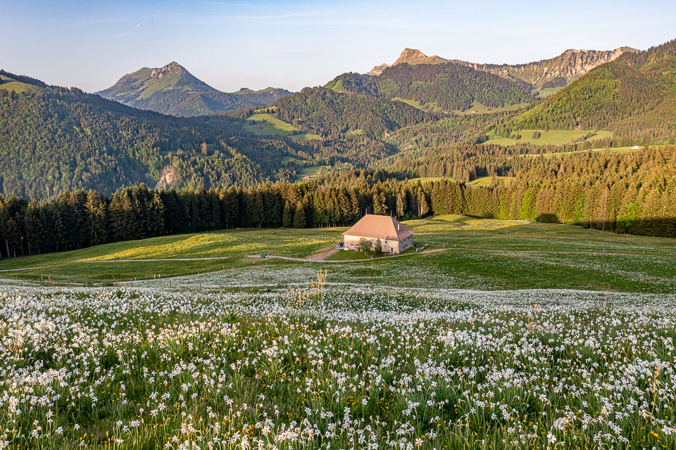 Blühendes Alpenblumenmeer mit Berghaus und schneebedeckten Bergketten in Frühjahrsbeleuchtung Appenzell Alpen Schweiz – Jan Geerk Fotograf Basel