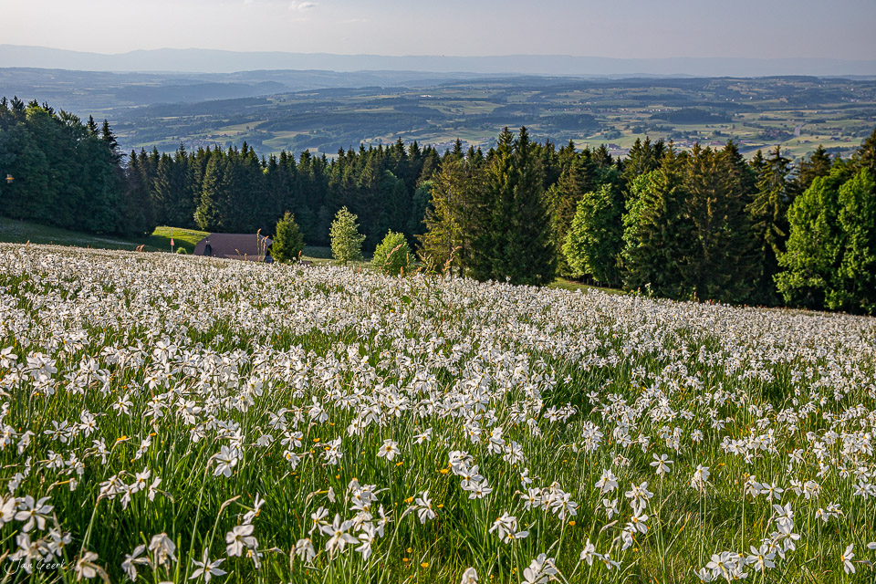 Narzissenfeld in voller Blüte auf den Plejades mit Bergblick im Frühling Schweiz Jan Geerk Fotograf Basel