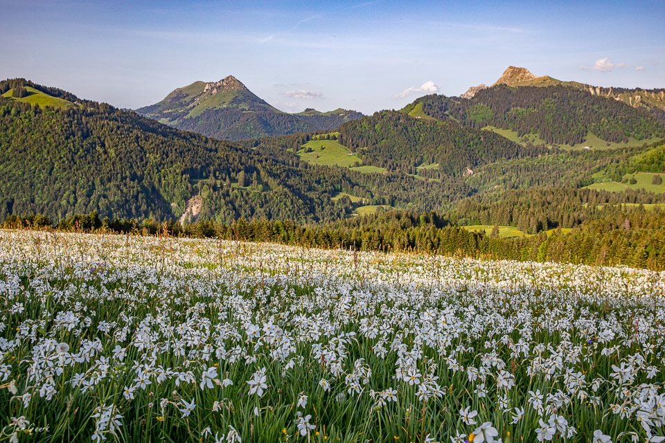 Blumenmeer aus Narzissen bei Montreux mit Bergpanorama im Frühling – Jan Geerk Fotograf Basel Schweiz