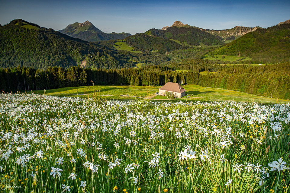 Narzissenblüte auf Bergwiese Les Pléiades Frühling Westschweiz Schweiz Jan Geerk Fotograf Basel