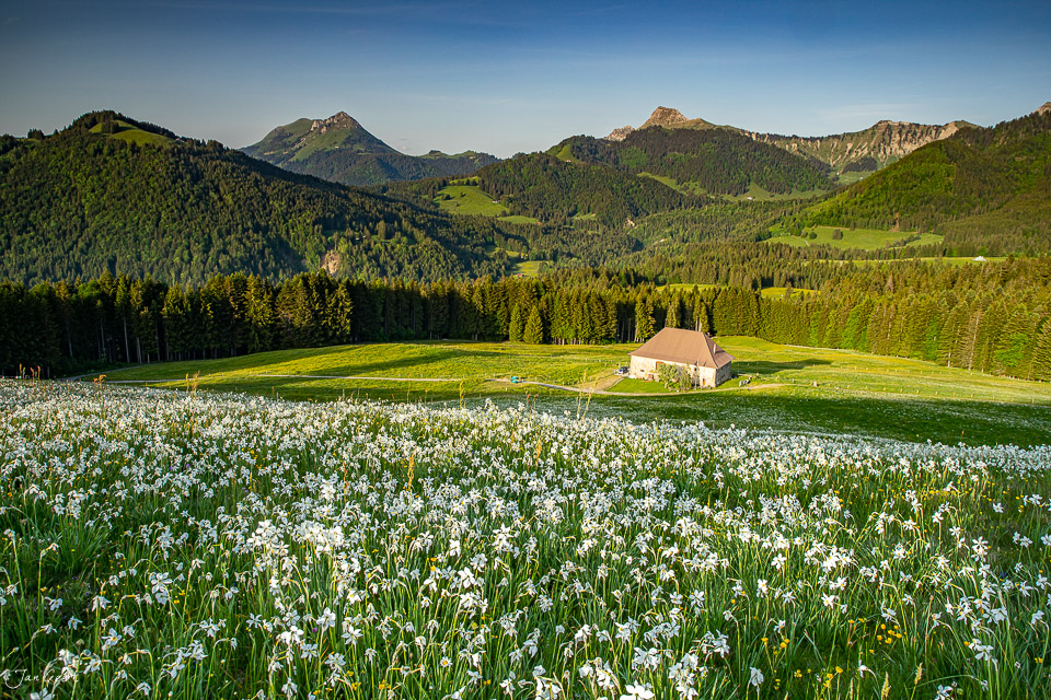 Narzissenblüte in Les Pléiades mit Bergpanorama im Frühling, Westschweiz – Jan Geerk Fotograf Basel