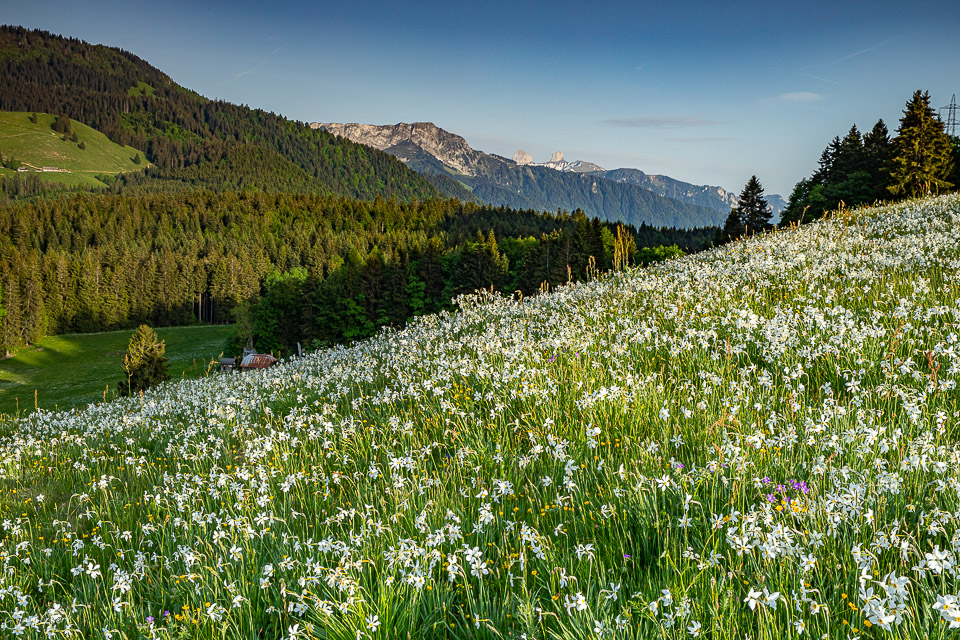 Blütenfeld mit weissen Narzissen auf Les Pléiades, Bergkette im Hintergrund, Frühlingslicht, Westschweiz – Jan Geerk Fotograf Basel