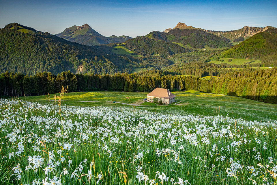 Narzissenblüte auf Les Pléiades mit Bergpanorama im Frühling, Waadt Schweiz – Jan Geerk Fotograf Basel