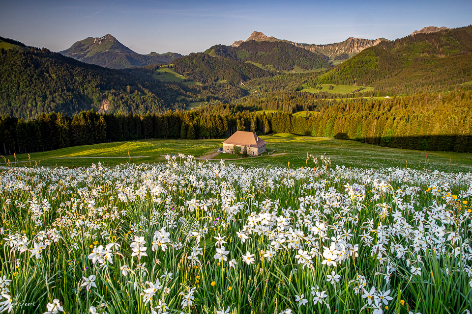 Narzissenblüten Blumenmeer Les Pléiades Frühling Waadt Schweiz Jan Geerk Fotograf Basel