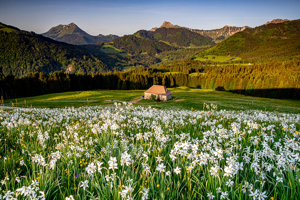 Narzissenblüte auf Alpenwiese mit Berghütte, Les Pléiades Frühling, Westschweiz – Jan Geerk Fotograf Basel