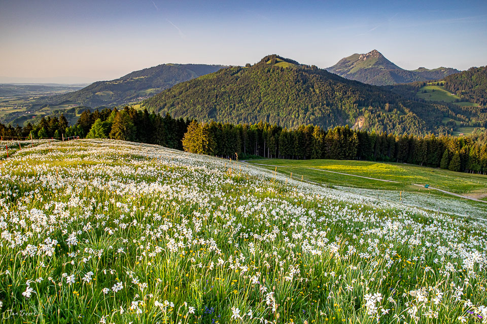 Narzissenblüte auf Alpwiese Les Pléiades mit Bergpanorama im Frühling Schweiz – Jan Geerk Fotograf Basel