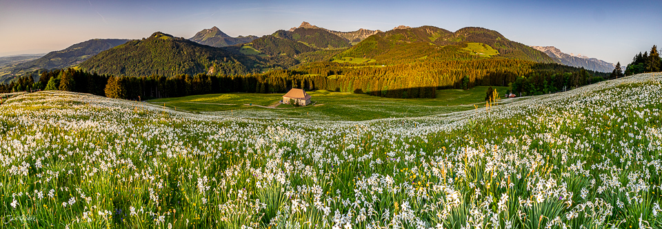 Narzissenblüte auf den Plejades mit Bergpanorama im Frühling, Waadt Schweiz – Jan Geerk Fotograf Basel