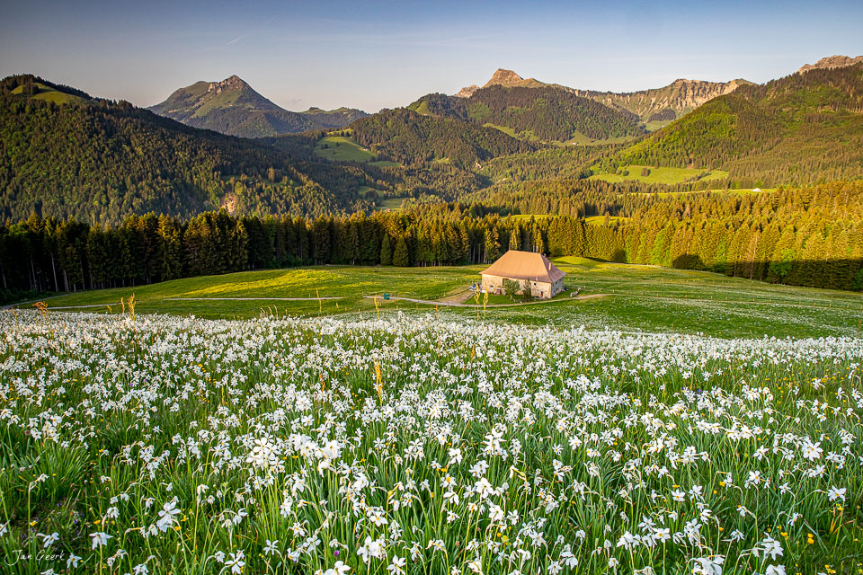 Narzissenblüte in Les Pléiades mit Alpenpanorama im Frühling Westschweiz Schweiz – Jan Geerk Fotograf Basel