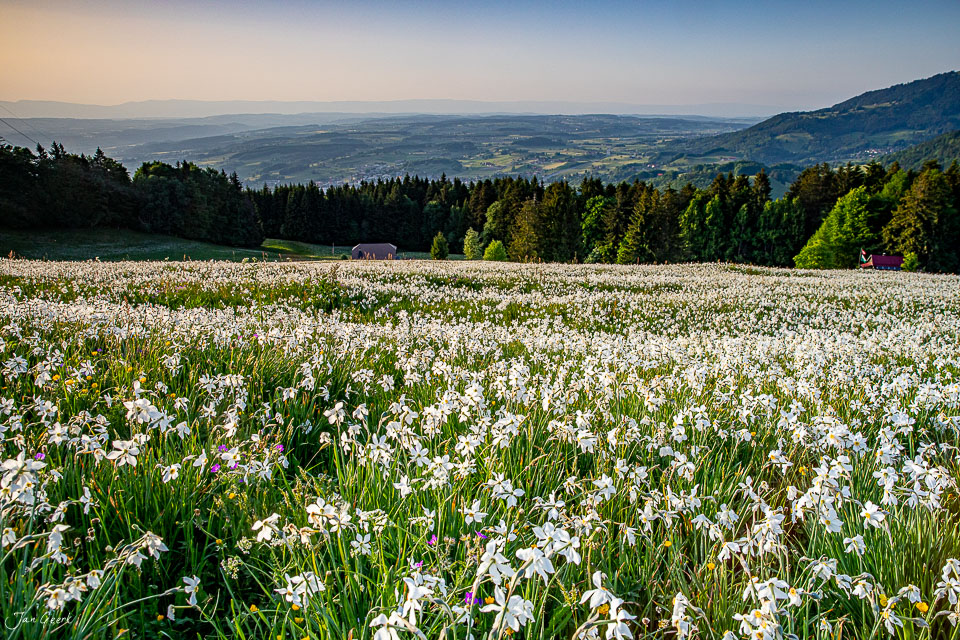 Narzissenblüten in Les Pléiades Blumenmeer Frühling Westschweiz Schweiz Jan Geerk Fotograf Basel