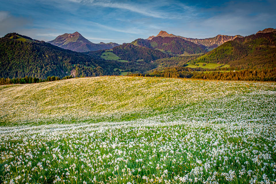 Blütenweisses Narzissenfeld in Les Pléiades mit Bergpanorama im Frühling Westschweiz Schweiz Jan Geerk Fotograf Basel