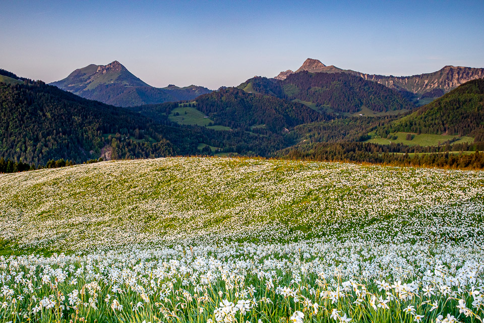 Blütenmeere von Narzissen in Les Pléiades mit Bergpanorama im Frühling, Westschweiz – Jan Geerk Fotograf Basel