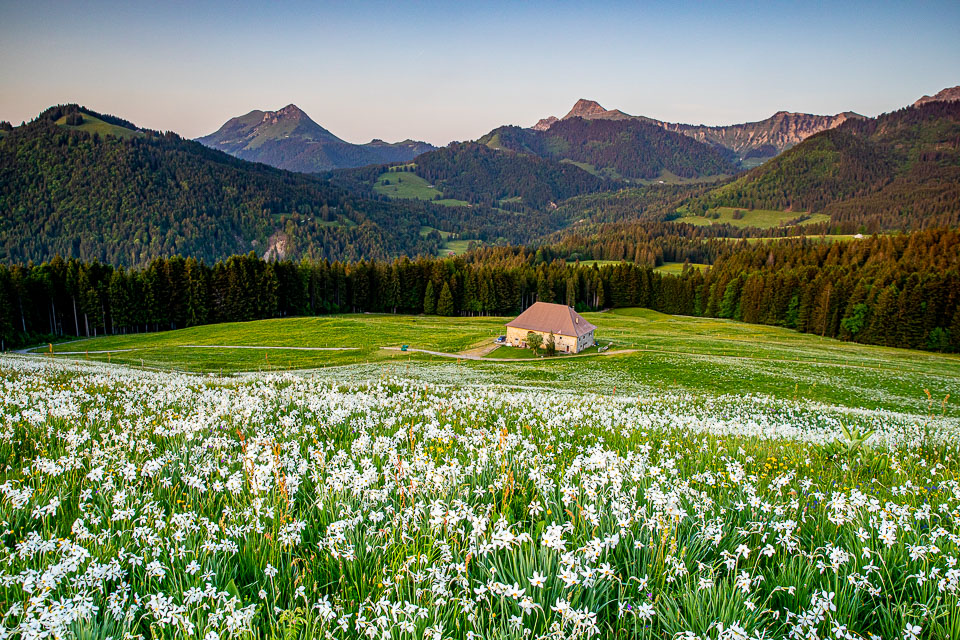 Narzissenblüte auf Bergwiese bei Montreux-Les Pléiades mit traditionellem Bauernhaus, Frühjahr Schweiz – Jan Geerk Fotograf Basel
