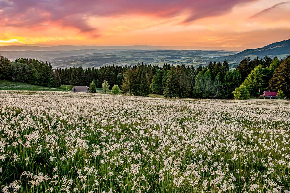 Narzissenfeld in voller Blüte auf den Plejades mit Bergpanorama bei Sonnenuntergang Schweiz Jan Geerk Fotograf Basel