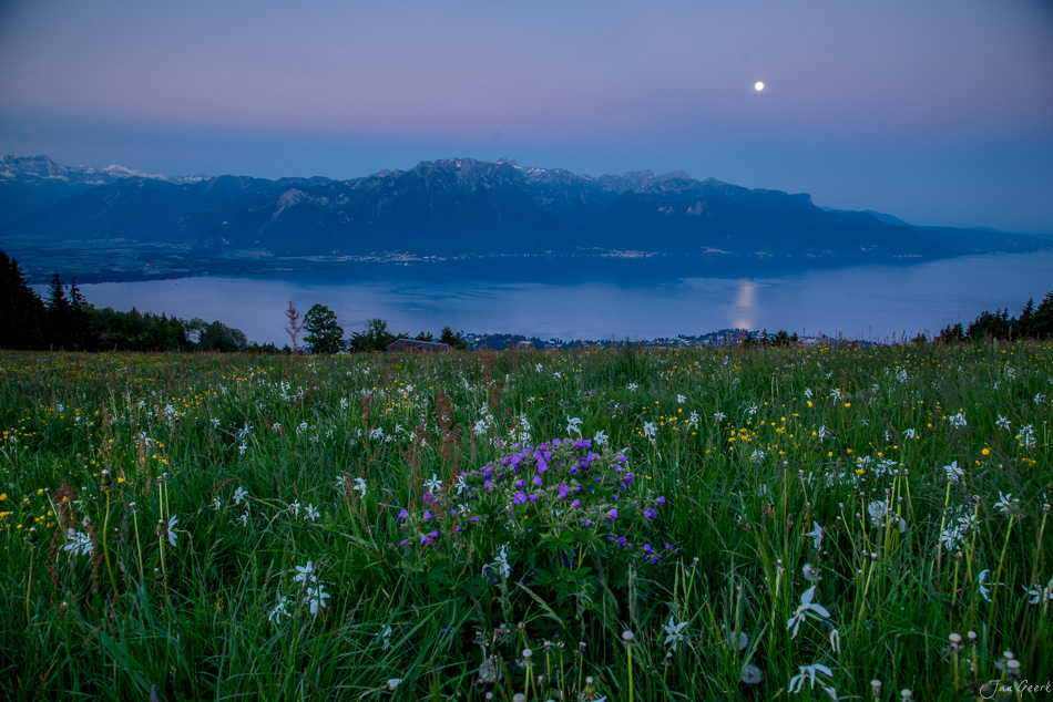 Blütenwiese mit Narzissen am Genfersee bei Mondaufgang, Frühjahr in der Westschweiz – Jan Geerk Fotograf Basel