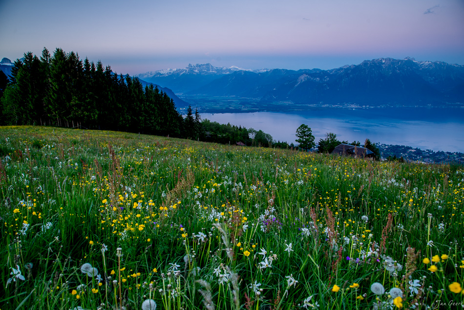Blühendes Blumenfeld am Genfersee mit schneebedeckten Alpen im Hintergrund, Frühling, Westschweiz – Jan Geerk Fotograf Basel