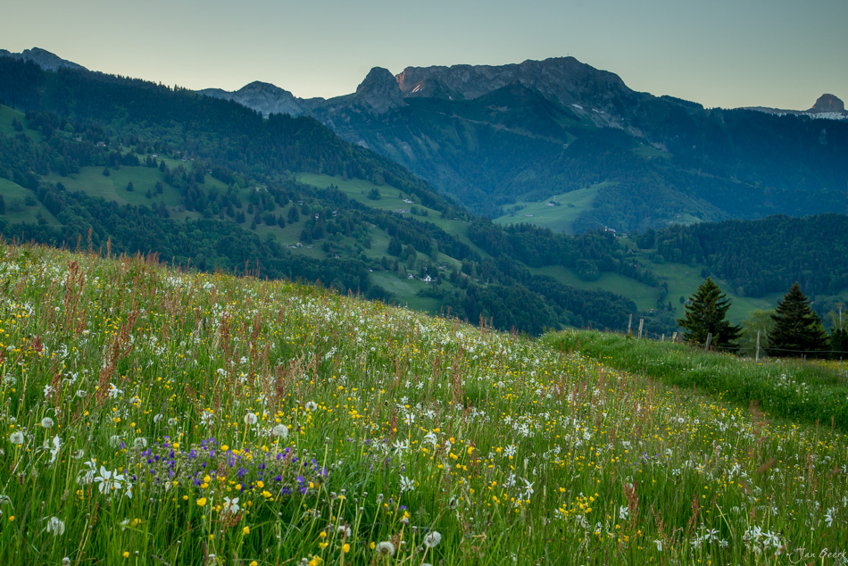 Blühendes Alpenmärchen bei Les Plejades mit Frühjahrsblüten und Bergpanorama, Genfersee-Region Schweiz – Jan Geerk Fotograf Basel