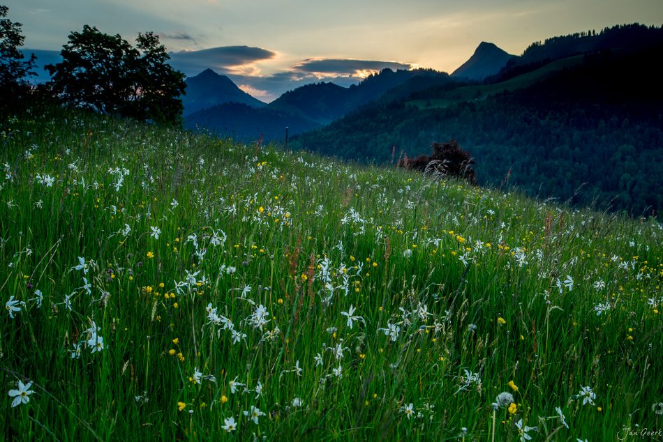 Blütenwiese mit weissen Narzissen in Les Pléiades, Alpengipfel im Abendlicht, Westschweiz – Jan Geerk Fotograf Basel