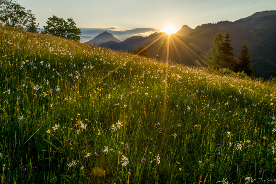 Blühendes Narzissenfeld bei Montreux mit Bergpanorama in goldener Sonnenstunde, Westschweiz – Jan Geerk Fotograf Basel