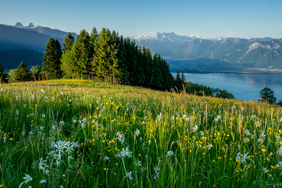 Blühendes Narzissenfeld am Genfersee mit Alpenpanorama in der Westschweiz – Fotografie von Jan Geerk Basel
