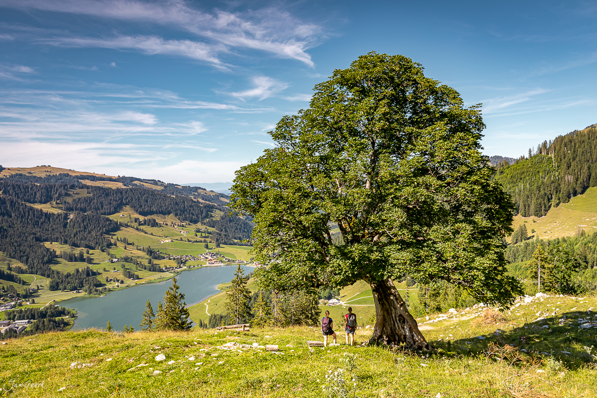 Alte Linde am Schwarzsee mit Wanderern, Alpensee im Tal, Sommerliche Alpenlandschaft Freiburg Schweiz – Jan Geerk Fotograf Basel