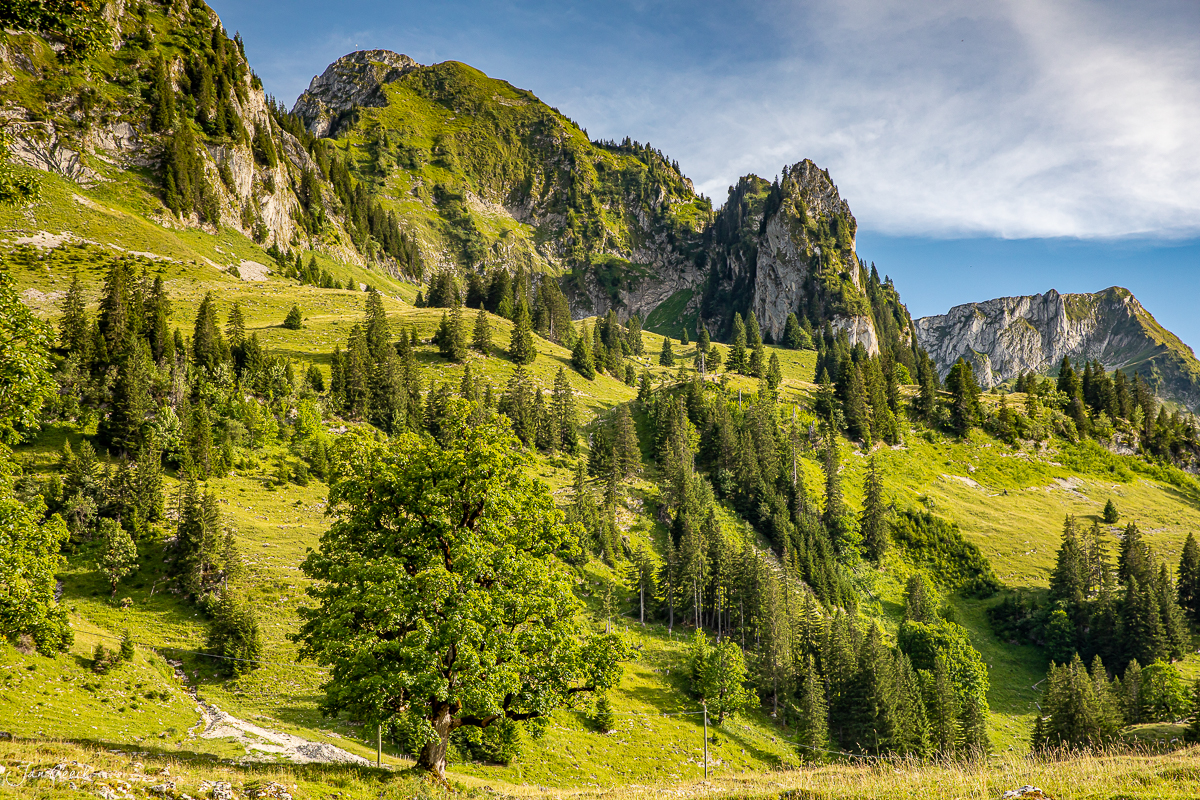 Alpweide mit Fichten und Kalkfelsen am Schwarzsee, Sommerliche Berglandschaft in den Voralpen der Freiburger Alpen, Schweiz – Jan Geerk Fotograf Basel