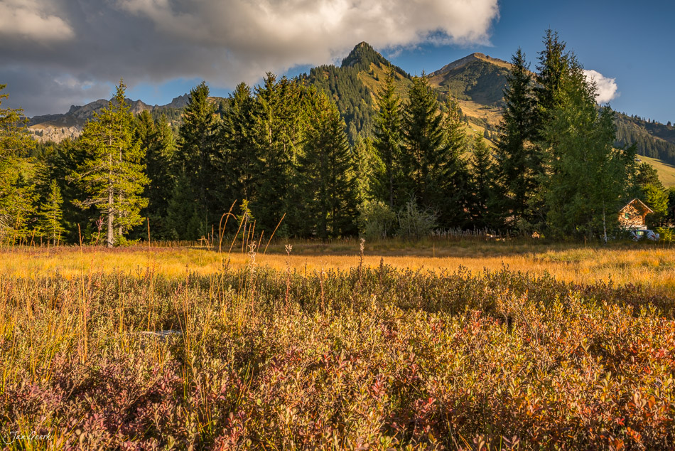 Les Grangettes am Genfersee mit Schilfflächen und Lärchenwäldern im Herbstlicht, Waadt Westschweiz – Jan Geerk Fotograf Basel