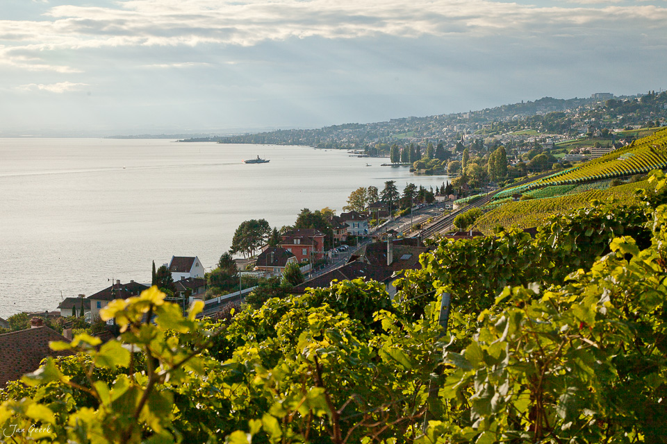 Weinreben Lavaux Genfersee Sommertag UNESCO Welterbe Waadt Schweiz Jan Geerk