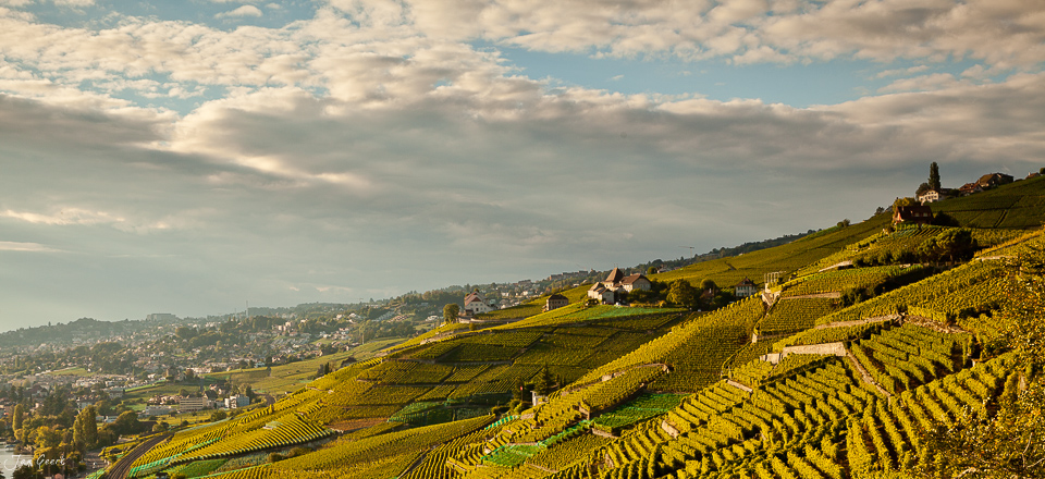 Weinreben Lavaux Genfersee Sommerlicht UNESCO Welterbe Waadt Schweiz Jan Geerk Fotograf Basel