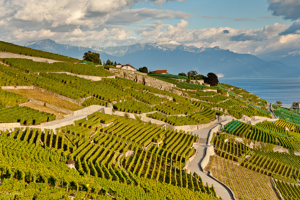 Weinreben Lavaux Genfersee Sommer UNESCO Waadt Schweiz – Jan Geerk Fotograf Basel
