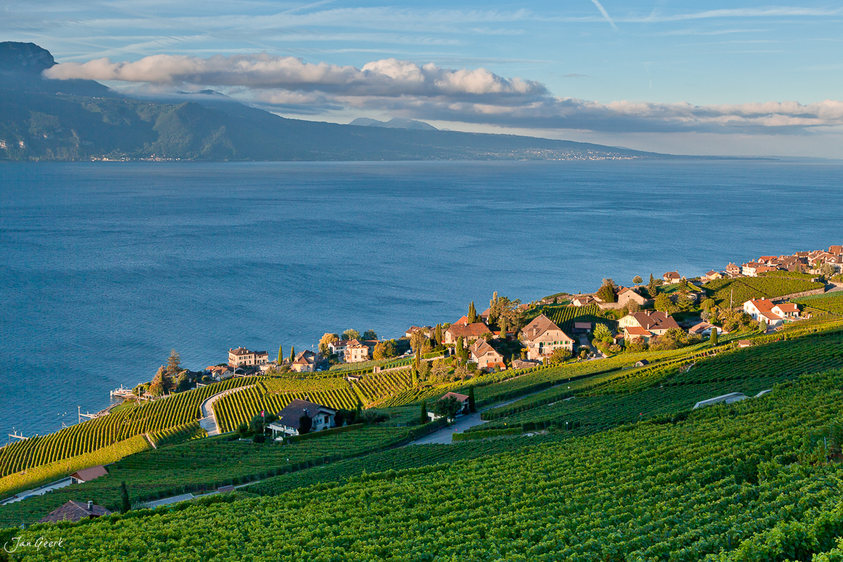 Weinreben Lavaux Genfersee Sommerliches Licht Waadt Schweiz Jan Geerk Fotograf Basel