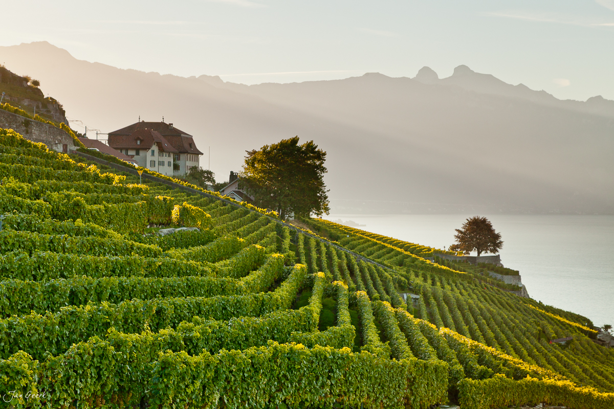 Weinreben Lavaux Genfersee Sommerlicht UNESCO Waadt Schweiz Jan Geerk Fotograf Basel