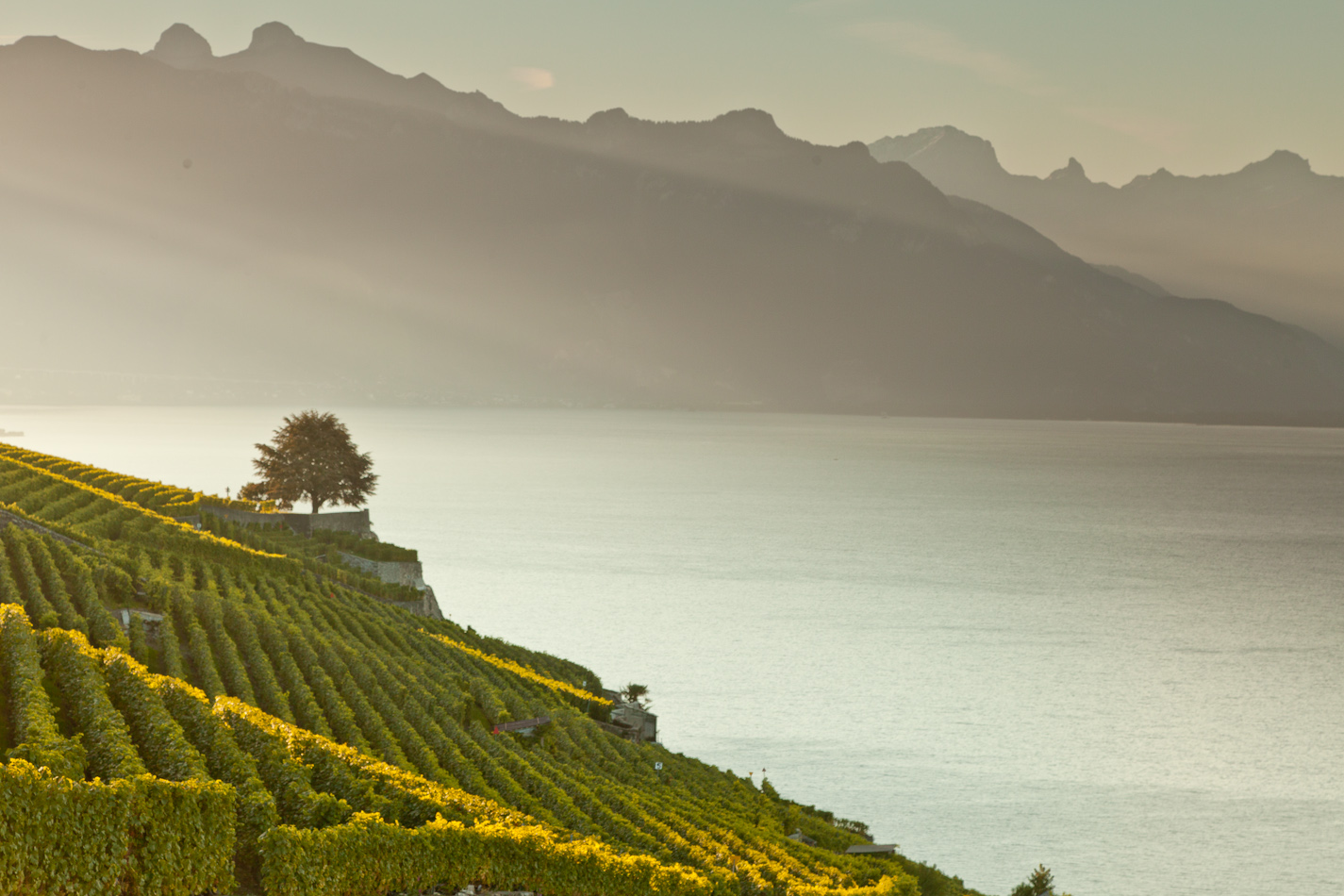 Weinreben Terrassen Lavaux Genfersee Sommerlicht Waadt Schweiz Jan Geerk