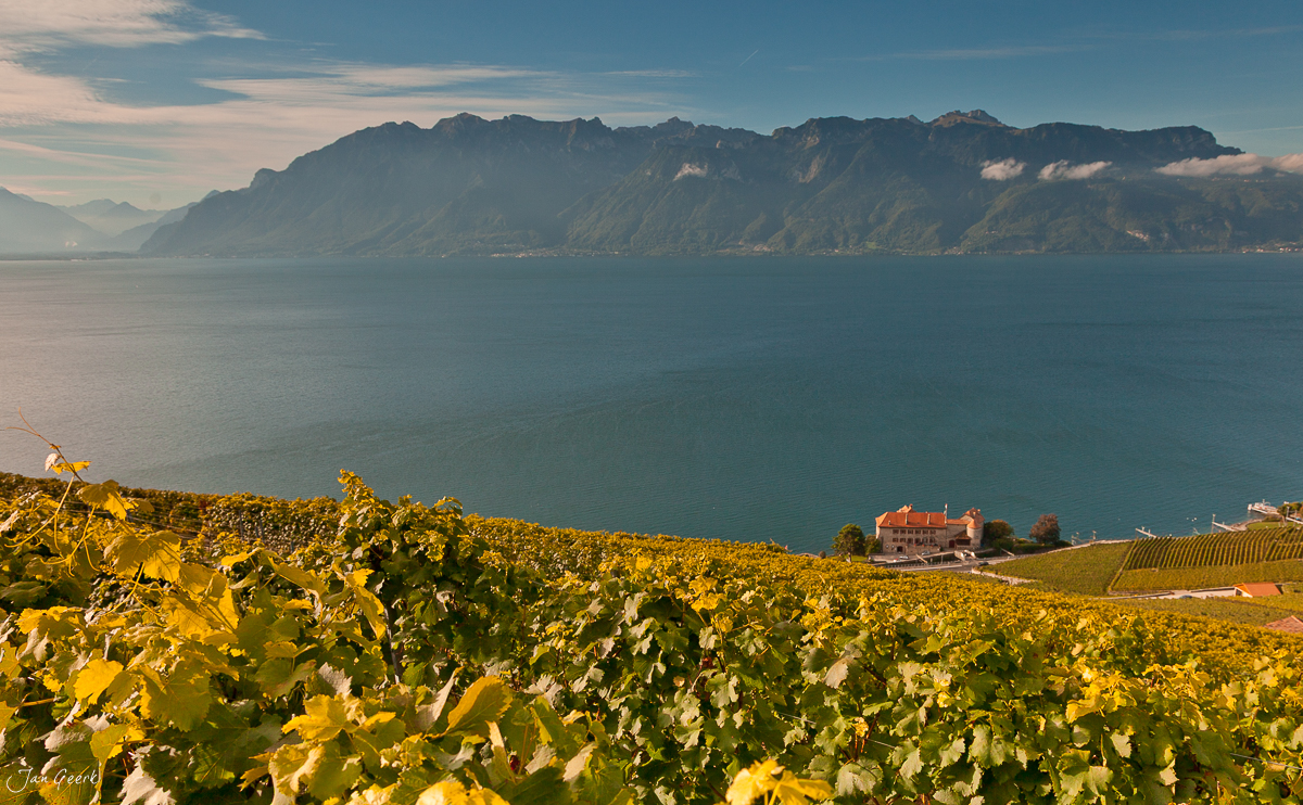 Weinreben Lavaux Genfersee Sommer UNESCO Waadt Schweiz Jan Geerk Fotograf Basel