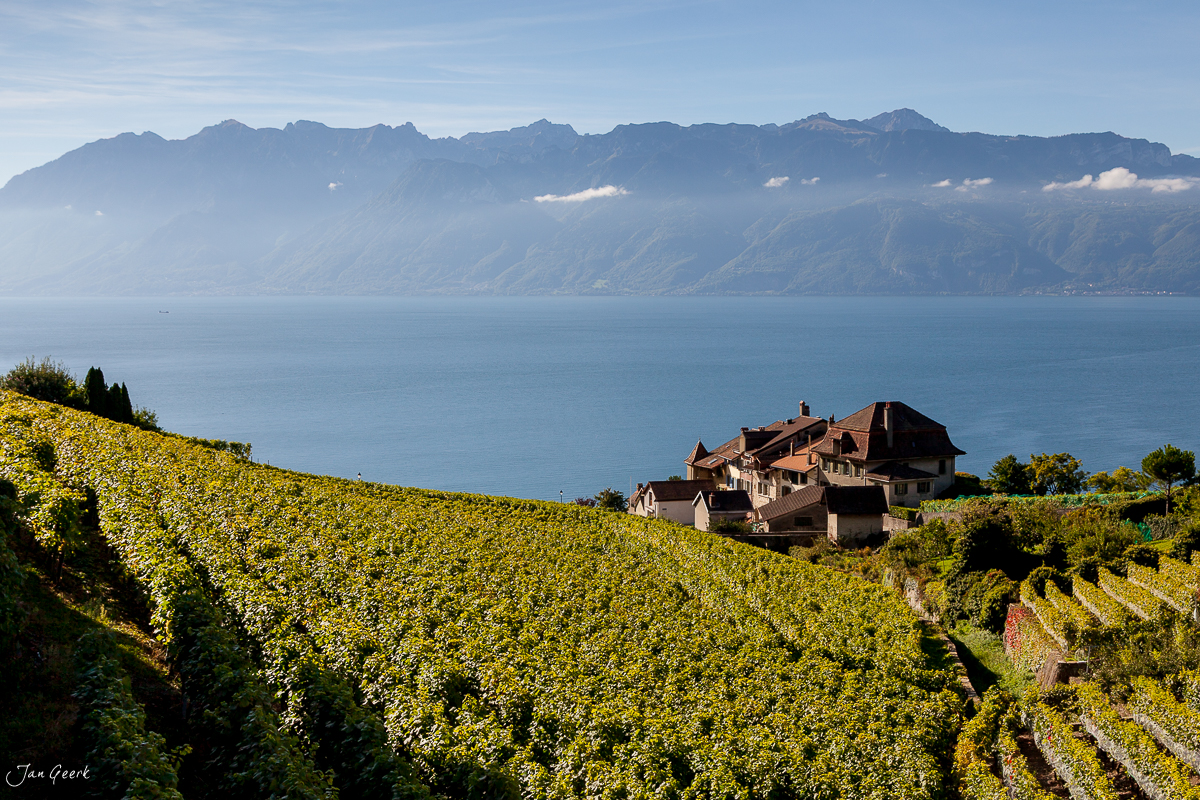 Weinreben Lavaux Genfersee Sommerliche Lichtstimmung UNESCO Waadt Schweiz Jan Geerk Fotograf Basel
