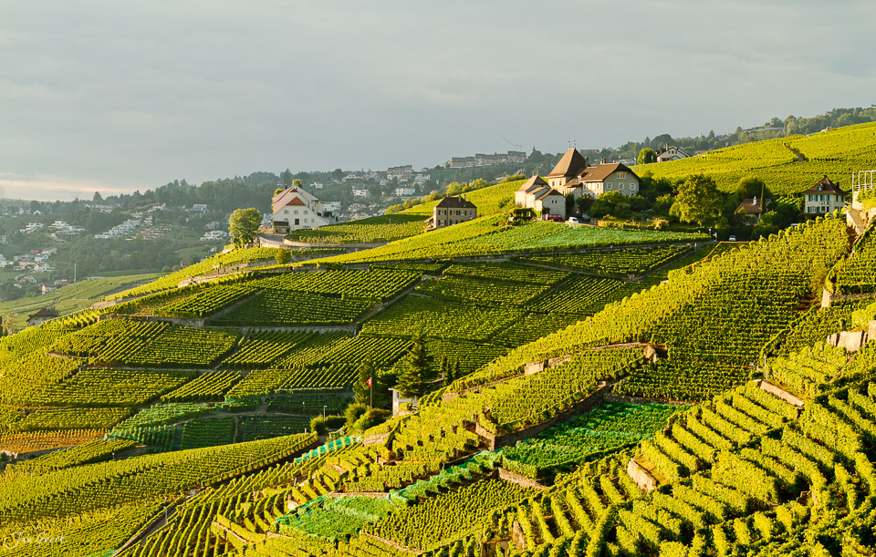 Terrassierte Weinberge Lavaux Frühjahr Westschweiz Schweiz Jan Geerk Fotograf Basel