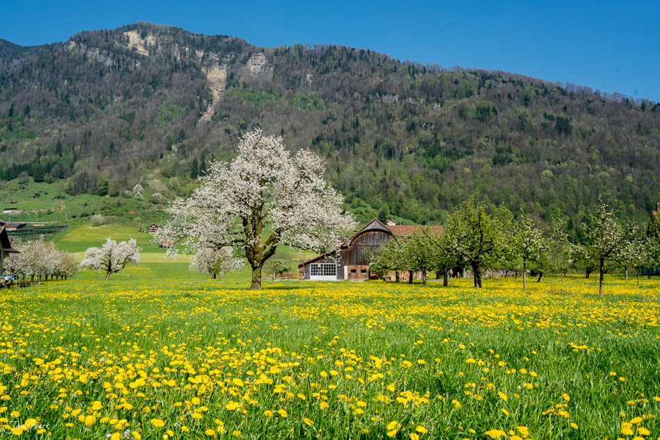 Blühende Obstbäume und Blütenbaum in grüner Wiese mit Blütenfeld im Frühling in Arth, Schweiz – Jan Geerk Fotograf Basel