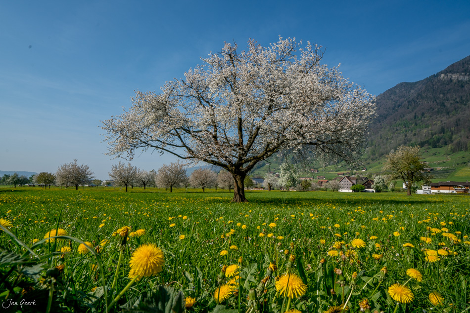 Blühender Obstbaum in Wiese mit Löwenzahn in Arth, Frühjahr, Zentralschweiz – Jan Geerk Fotograf Basel
