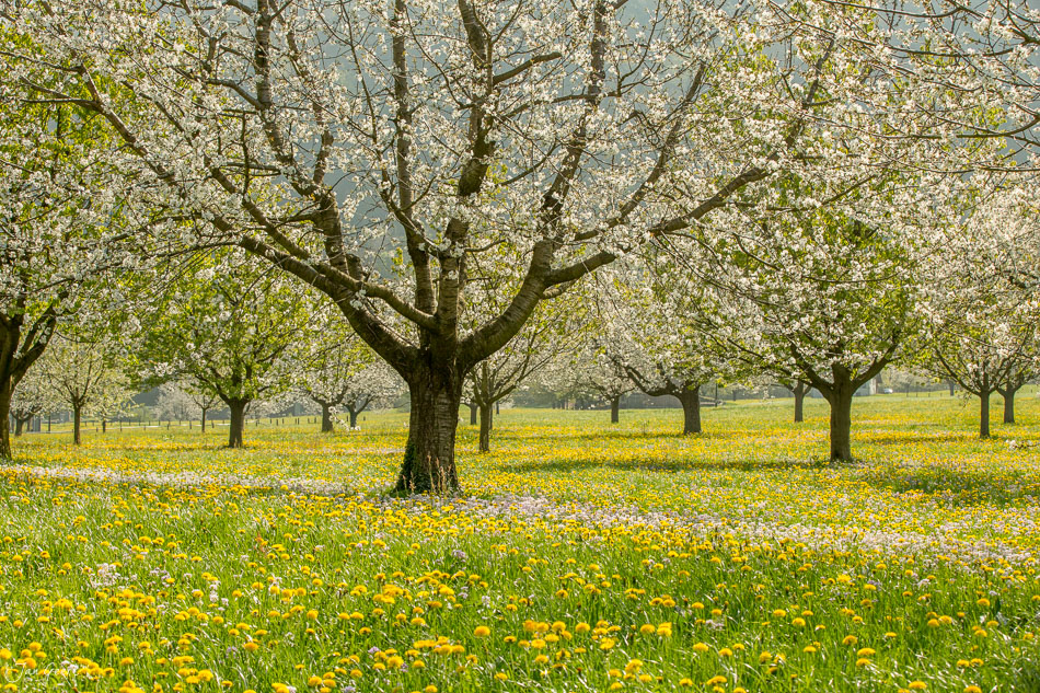 Obstblüte in Arth mit blühenden Obstbäumen über gelben Frühjahrsblüten, Schwyz, Schweiz – Jan Geerk Fotograf Basel