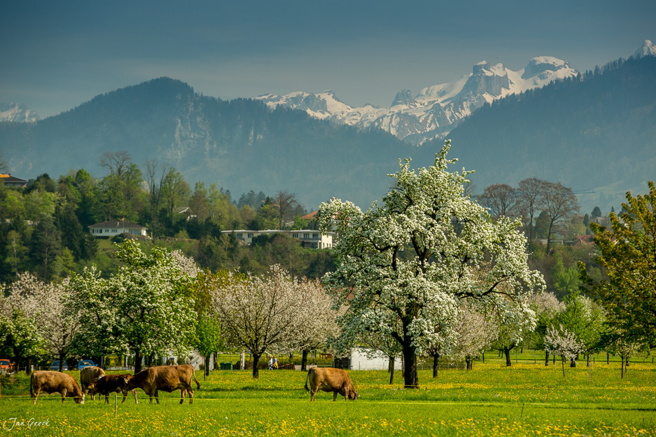 Kühe grasen auf Wiese mit blühenden Obstbäumen, Rigi Bergmassiv im Hintergrund, Frühling in Arth Schweiz – Jan Geerk Fotograf Basel